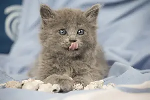 Lips: Nebelung kitten indoors