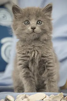 Nebelungs: Nebelung kitten indoors