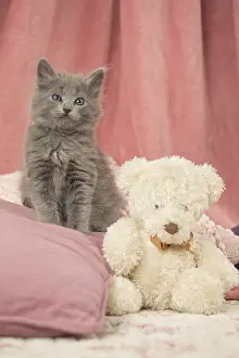 Nebelungs: Nebelung kitten indoors with teddy bear
