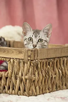 Maus: Nebelung kitten sitting in a basket
