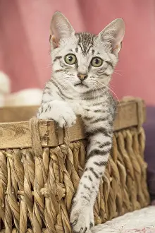 Maus: Nebelung kitten sitting in a basket