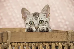 Maus: Nebelung kitten sitting in a basket