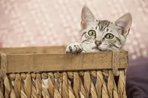 Maus: Nebelung kitten sitting in a basket
