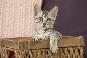 Maus: Nebelung kitten sitting in a basket