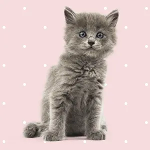 Polka: Nebelung kitten on spotty polka dot background