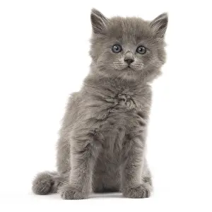 Nebelungs: Nebelung kitten in the studio