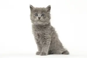 Nebelungs: Nebelung kitten in the studio