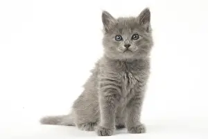 Nebelungs: Nebelung kitten in the studio