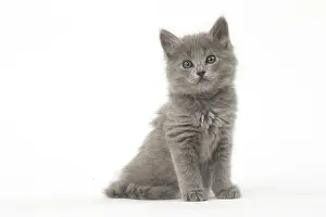 Nebelungs: Nebelung kitten in the studio