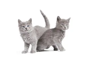 Nebelungs: Nebelung Kittens