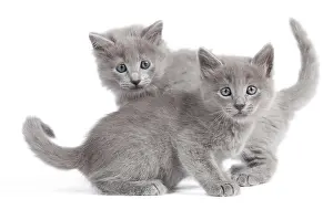 Nebelungs: Nebelung Kittens