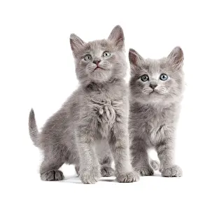 Nebelungs: Nebelung Kittens