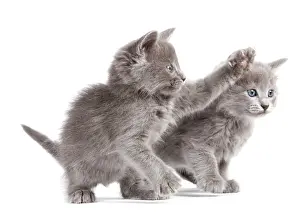 Nebelungs: Nebelung Kittens