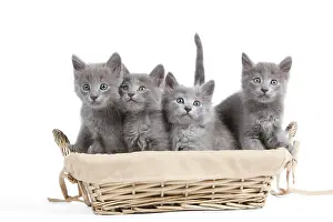 Nebelungs: Nebelung Kittens in basket