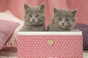 Nebelungs: Nebelung kittens sitting in a box