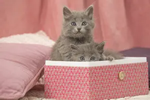 Nebelungs: Nebelung kittens sitting in a box