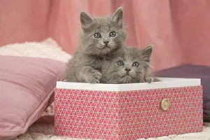 Nebelungs: Nebelung kittens sitting in a box