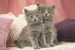 Nebelungs: Nebelung kittens sitting indoors