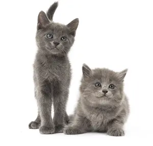 Nebelungs: Nebelung kittens in the studio