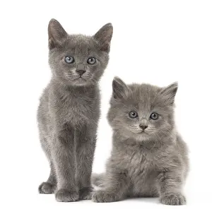 Nebelungs: Nebelung kittens in the studio