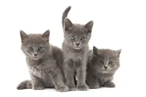 Nebelungs: Nebelung kittens in the studio