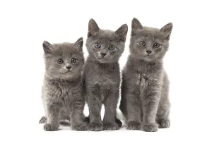 Nebelungs: Nebelung kittens in the studio