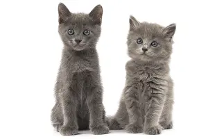 Nebelungs: Nebelung kittens in the studio