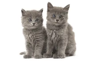Nebelungs: Nebelung kittens in the studio