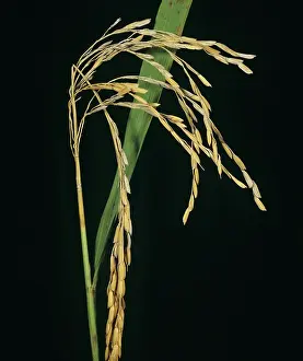 Blast: Neck blast of Rice