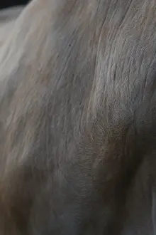 Musculoskeletal: Neck and chest of a Nantaise cow France