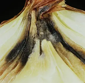 Onion: Neck Rot (Botrytis allii) in onion bulb