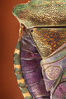 Studio Background: Neck shield and abdomen of a tree bug (Arma custos) in