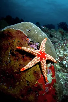 Necklace: Necklace Sea Star