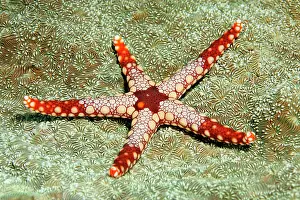 Necklace: Necklace Sea Star (Fromia monilis), Great Barrier