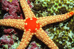 Variant: Necklace Sea Star (Fromia monilis), Variant yellow