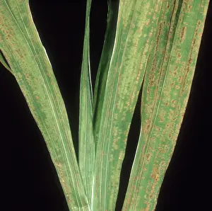Lesions: Necrotic leaf virus on Freesia