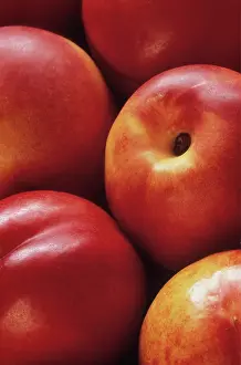 Persica: Nectarine