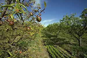 Barbara: Nectarine Tree, Organic Farm, CA