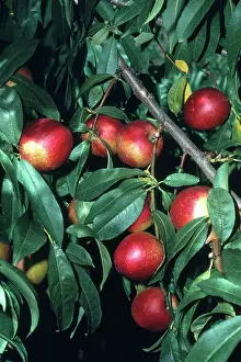 Ripening: Nectarines