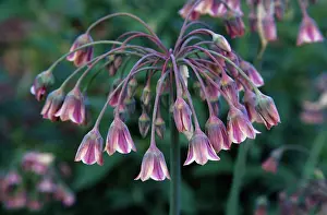 Siculum: Nectaroscordum