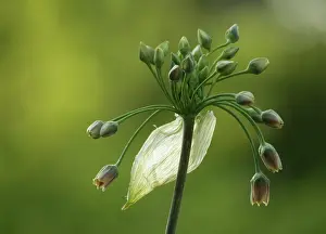 Siculum: Nectaroscordum