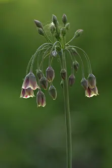 Siculum: Nectaroscordum