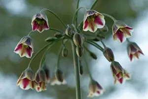 Siculum: Nectaroscordum