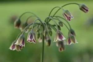 Siculum: Nectaroscordum