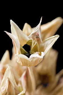Siculum: Nectaroscordum