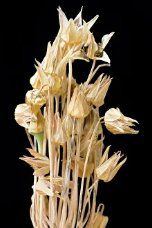 Siculum: Nectaroscordum
