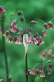 Siculum: Nectaroscordum