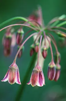 Siculum: Nectaroscordum