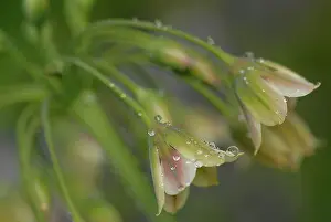 Siculum: Nectaroscordum