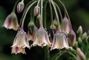 Siculum: Nectaroscordum